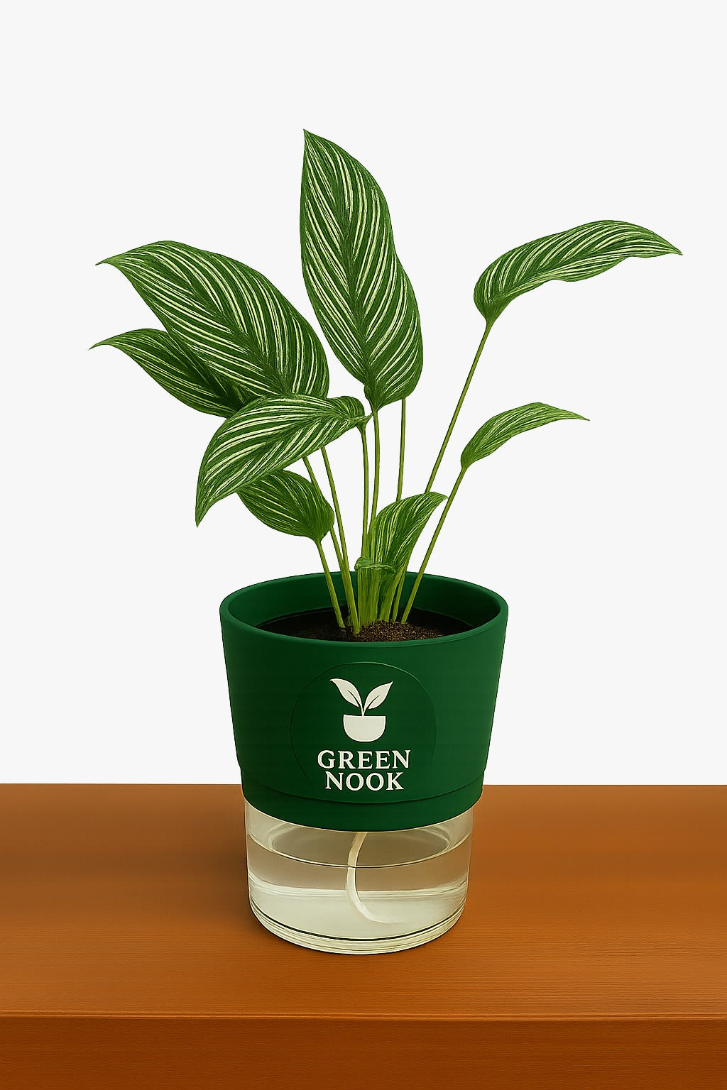 Pin stripe Calathea Vittate | Calathea Elliptica rare natural live indoor plant with self watering pot.