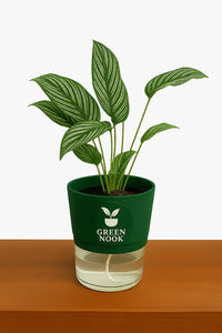 Pin stripe Calathea Vittate | Calathea Elliptica rare natural live indoor plant with self watering pot.
