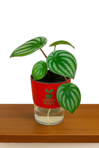 Peperomia Watermelon live indoor plant with self watering pot.