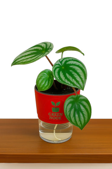 Peperomia Watermelon live indoor plant with self watering pot.