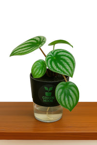 Peperomia Watermelon live indoor plant with self watering pot.