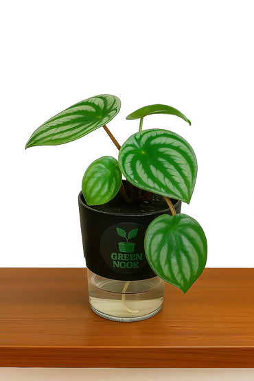 Peperomia Watermelon live indoor plant with self watering pot.