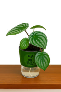 Peperomia Watermelon live indoor plant with self watering pot.