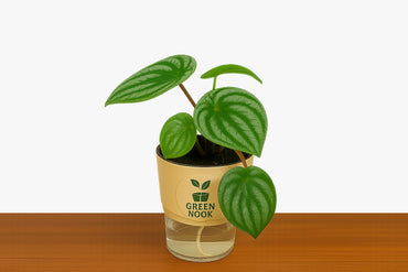 Peperomia Watermelon live indoor plant with self watering pot.