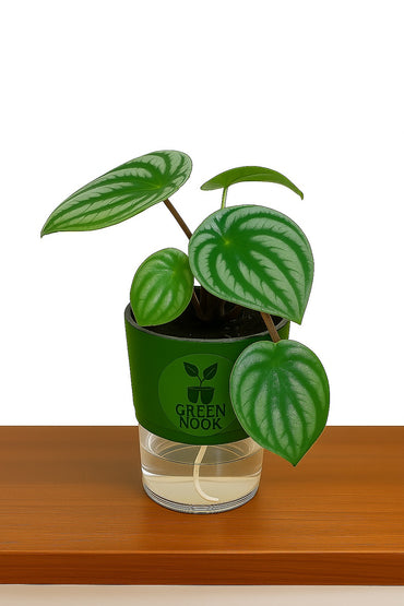 Peperomia Watermelon live indoor plant with self watering pot.