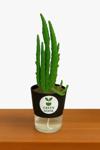 Elongated Cactus natural live indoor plant with self watering pot.
