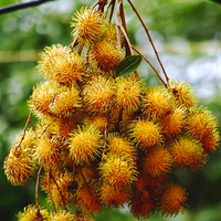 rambutan Plant 2 feet lowest price guaranteed.