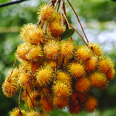 rambutan Plant 2 feet lowest price guaranteed.