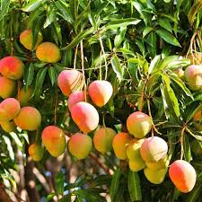 Hybrid mango tree 2 -3 feet Lowest price guarantee