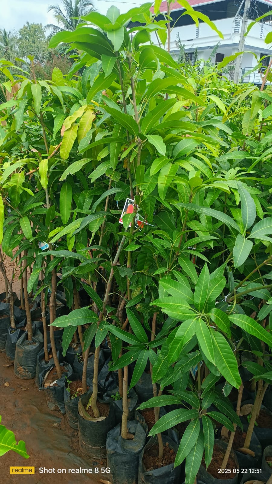 banana mango tree Pink -3 feet Lowest price guarantee.