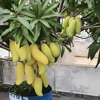 Hybrid mango tree 2 -3 feet Lowest price guarantee