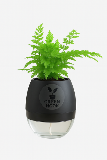 Araucaria plant live air purifying indoor plant with self watering pot.