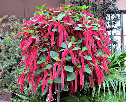 Catstail (Kolivalan) Plant 1 feet