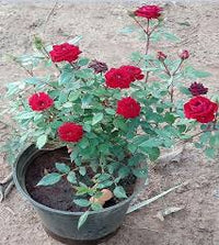 Miniature Rose Button Rose  Plant