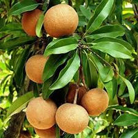 High quality Sapota Plant 1 or 2 feet