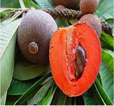 High quality Sapota Plant 1 or 2 feet