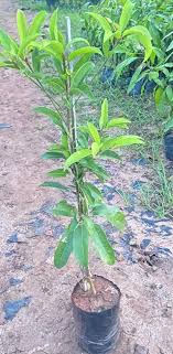 High quality Sapota Plant 1 or 2 feet