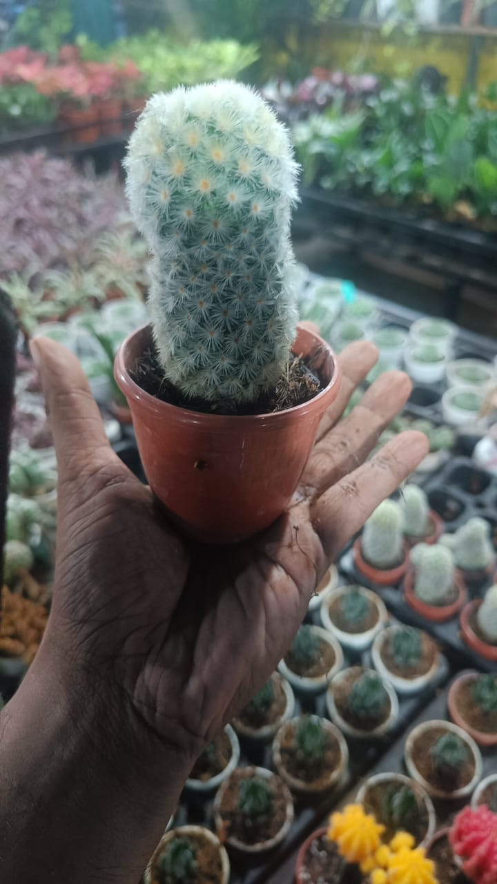 Cactus plants live air  purifying indoor plant with self watering pot.