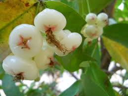 Wax Apple (Chamba) Fruit Plant – Hybrid Variety for Early Fruiting