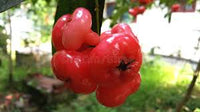 Wax Apple (Chamba) Fruit Plant – Hybrid Variety for Early Fruiting