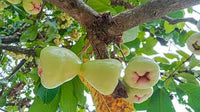 Wax Apple (Chamba) Fruit Plant – Hybrid Variety for Early Fruiting