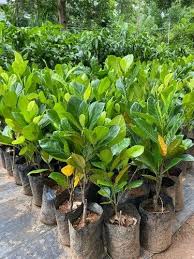 Hybrid Type Jack Fruits Plants-1 to 2 feet