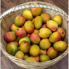 Hybrid mango tree 2 -3 feet Lowest price guarantee