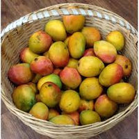 Hybrid mango tree 2 -3 feet Lowest price guarantee