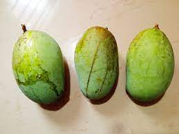 Hybrid mango tree 2 -3 feet Lowest price guarantee