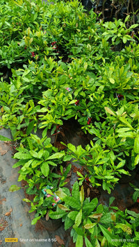 Miracle fruit Plant 2 feet Lowest price guaranteed.