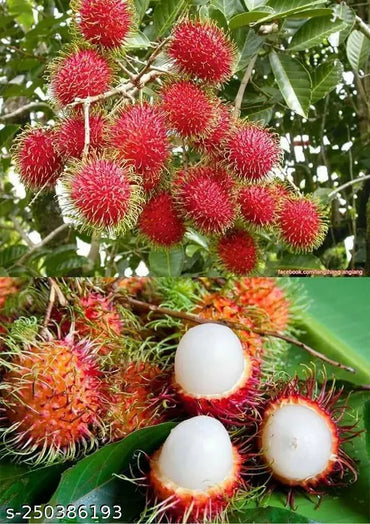 rambutan Plant 2 feet lowest price guaranteed.
