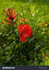 Exora /Thechi garden plant 1 feet