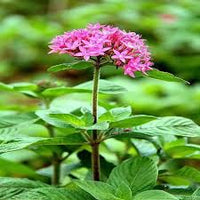 Exora /Thechi garden plant 1 feet