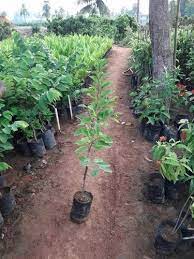 Custard apple / Seethapazham (Golden, Graft) Fruit Plant