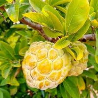 Custard apple / Seethapazham (Golden, Graft) Fruit Plant