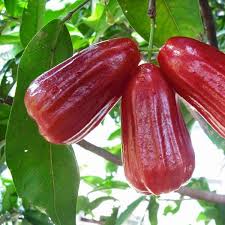 Wax Apple (Chamba) Fruit Plant – Hybrid Variety for Early Fruiting