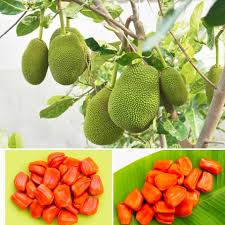 Vietnam early Jackfruit 533 plant size 2 to 3 feet.