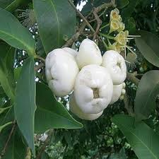Wax Apple (Chamba) Fruit Plant – Hybrid Variety for Early Fruiting