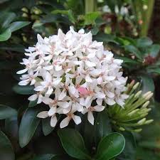 Exora /Thechi garden plant 1 feet