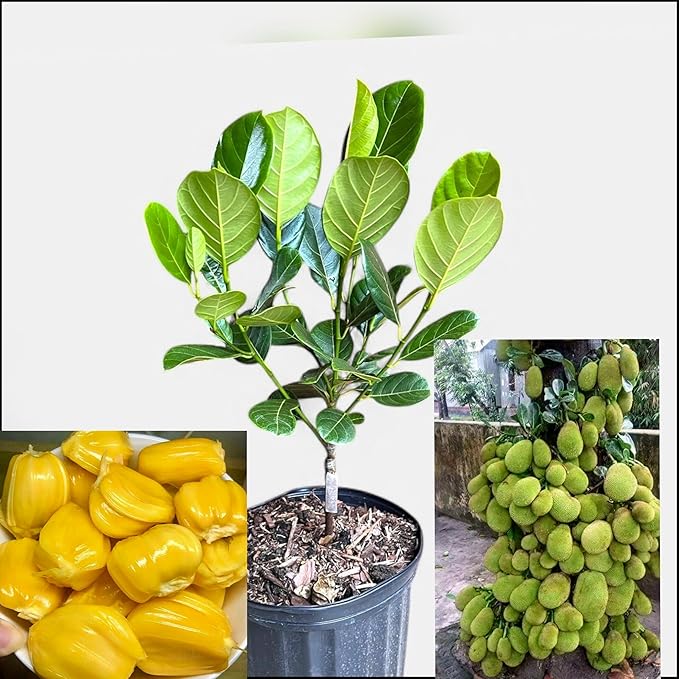 Hybrid Type Jack Fruits Plants-1 to 2 feet