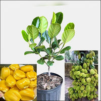 Hybrid Type Jack Fruits Plants-1 to 2 feet