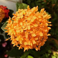 Exora /Thechi garden plant 1 feet